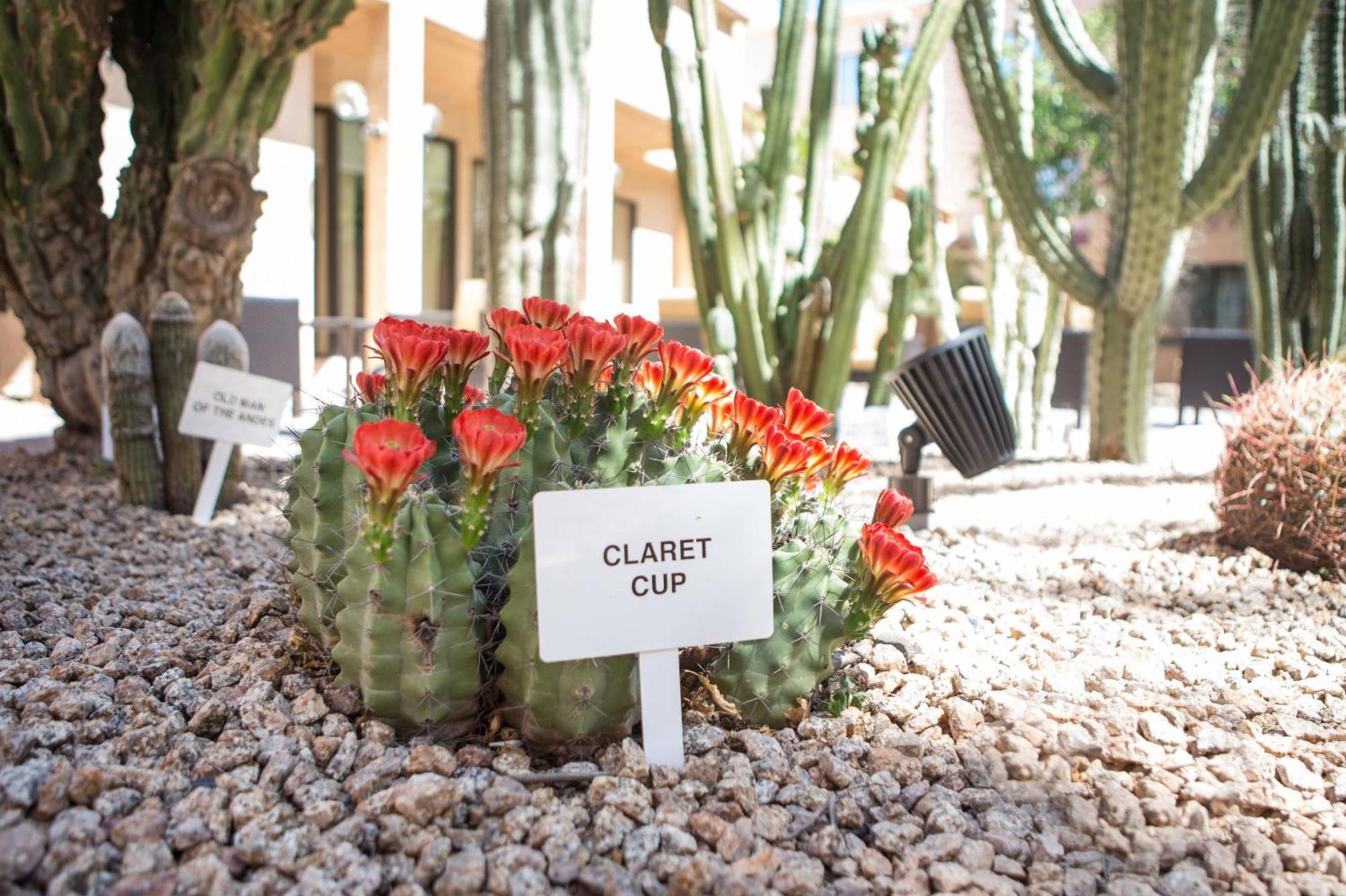 Courtyard By Marriott Phoenix Mesa Exteriör bild